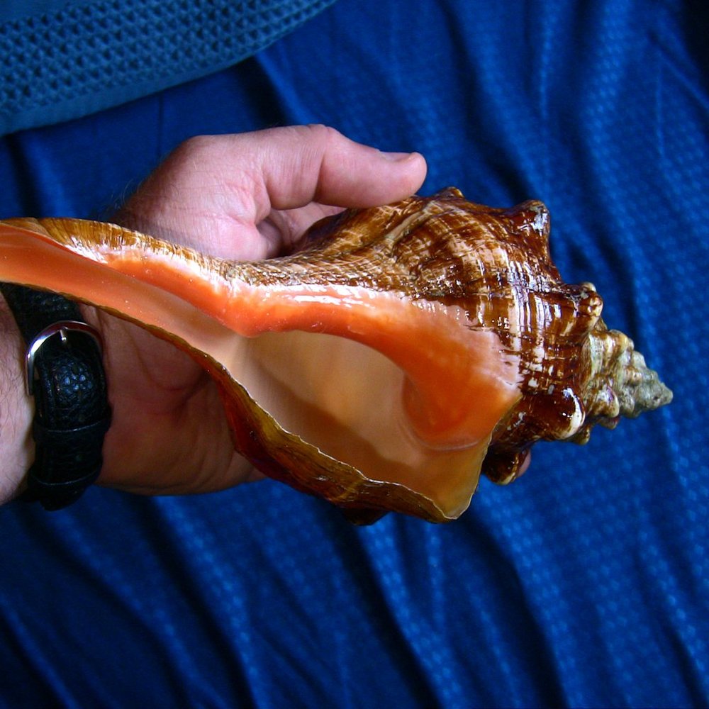 Beautiful Florida State Shell - Horse Conch